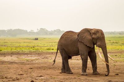 Elephant standing on field against clear sky