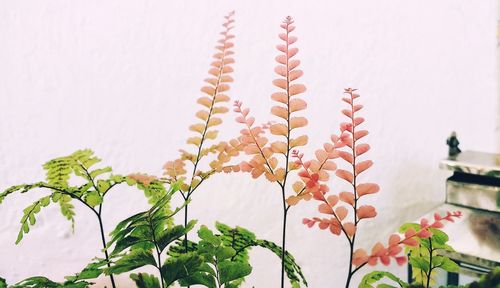 Close-up of fresh leaves