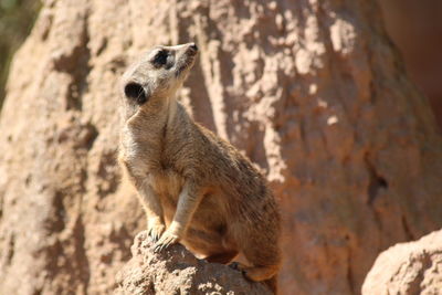 Close-up of a meerkat on tree trunk