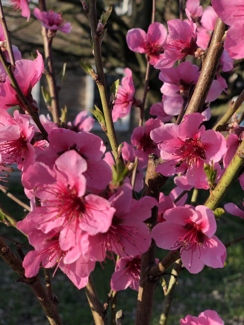 PINK CHERRY BLOSSOMS IN SPRING