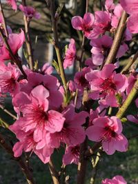 Close-up of pink cherry blossoms in spring