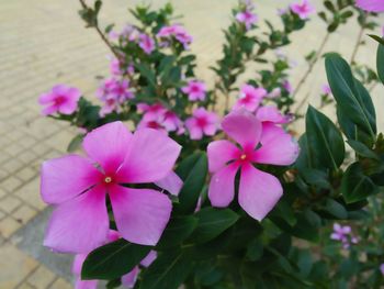 High angle view of various flowers blooming outdoors