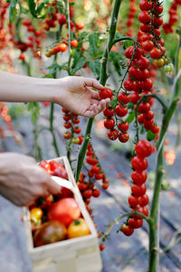 Cropped hands of woman picking cherry tomatoes on plants