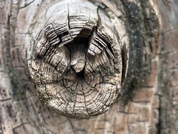 Close-up of tree trunk