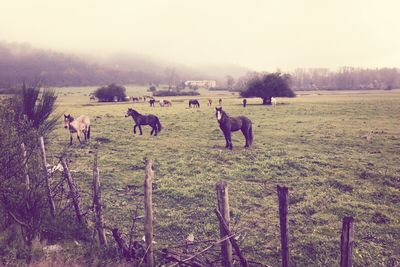 Horses grazing on grassy field