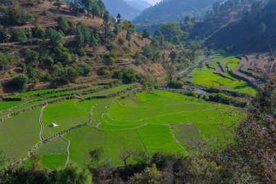 High angle view of agricultural field