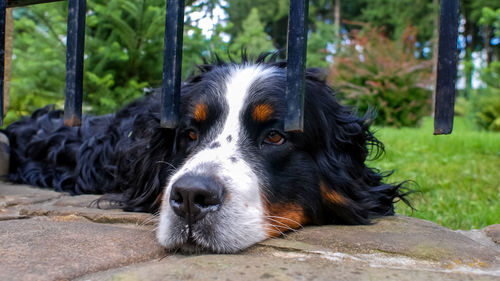 Close-up portrait of a dog