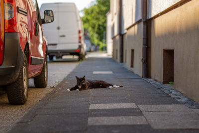 High angle view of cat on street