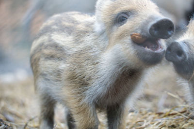 Close-up of an animal on field