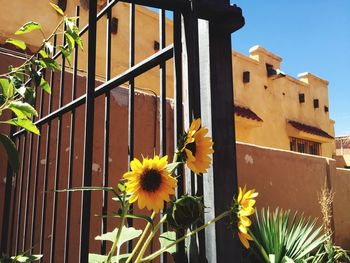 Close-up of yellow flowers against built structure