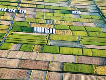 High angle view of footpath rice fields 