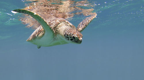 Fish swimming in sea