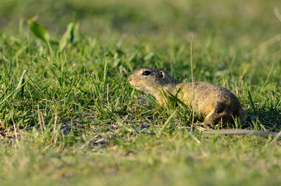 Close-up of rodent on grassy field