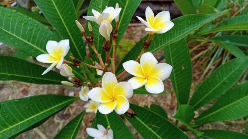 High angle view of white and yellow flowering plants