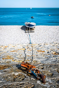 View of an animal on beach