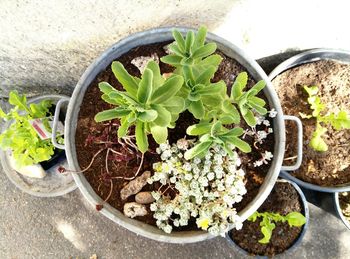 High angle view of potted plants