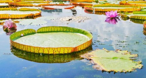 View of lotus water lily in swimming pool
