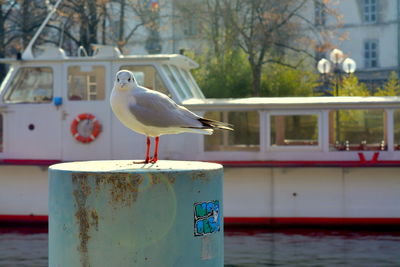 Close-up of seagull perching on metal