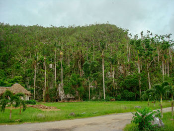 Scenic view of trees on field against sky