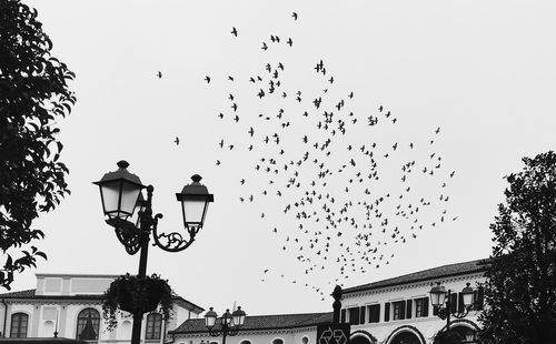 Low angle view of birds flying over buildings against sky