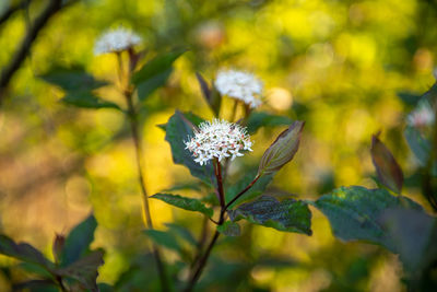 Close-up of flowering plant