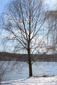 Bare tree by frozen lake against sky during winter