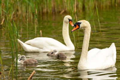 A family of white swans floating in the lake, spring view