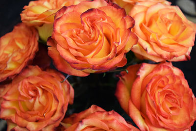 Close-up of orange roses blooming outdoors