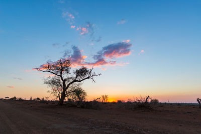 Bare trees on landscape against clear sky at sunset