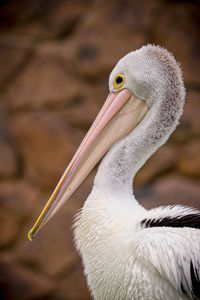 Pelican head in profile 