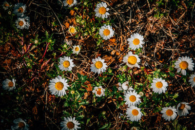 View of flowers