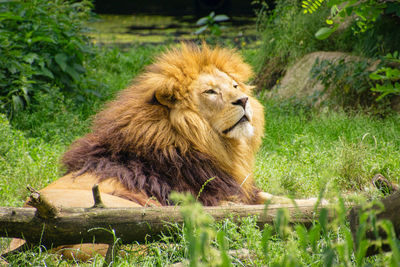 Proud male lion in the munich zoo