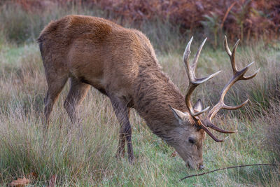 Deer in a field