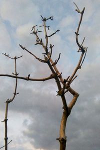 Low angle view of bare tree against sky