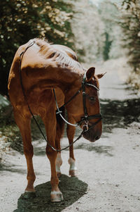 Horse standing in ranch