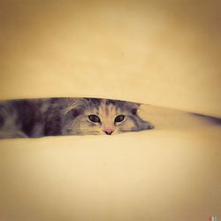 Portrait of cat lying on tiled floor