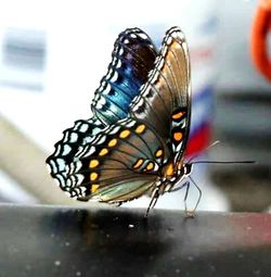 Close-up of butterfly on web