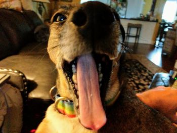 Close-up of a dog at home