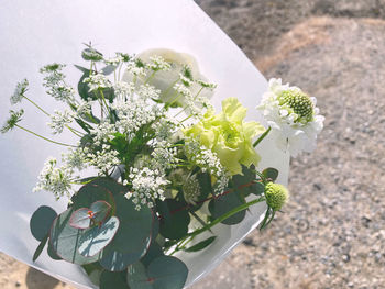 Close-up of white flowering plant