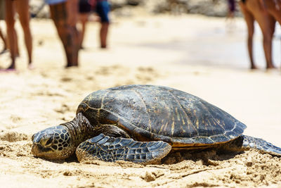 Close-up of a turtle in the sea