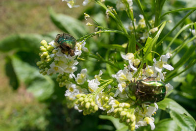 Close-up of bee pollinating on flower