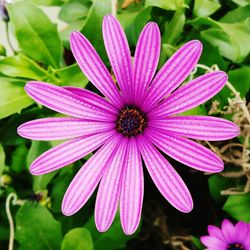 Close-up of pink flower