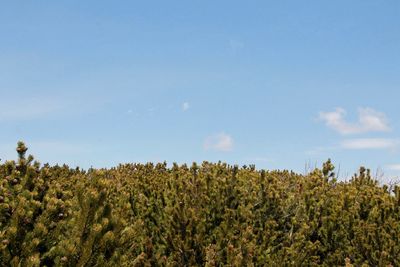 Field of pine trees against sky