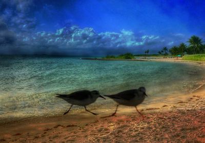 Bird on beach against sky