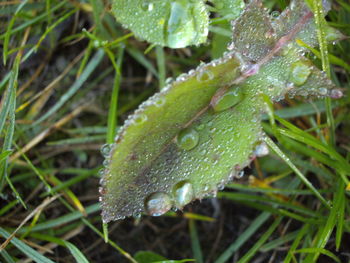 Close-up of raindrops on leaves