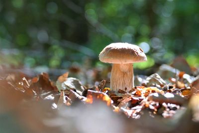 Close-up of mushroom growing on field