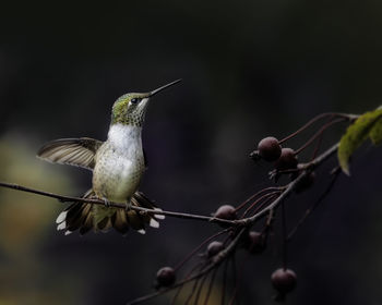 Close-up of bird hovering on branch