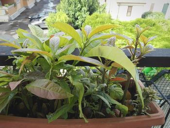 Close-up of potted plant