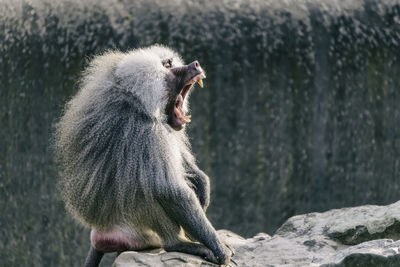 Side view of baboon yawning on cliff