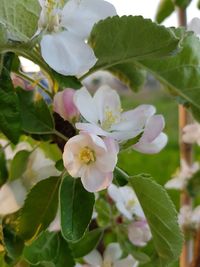 Close-up of white flowering plant